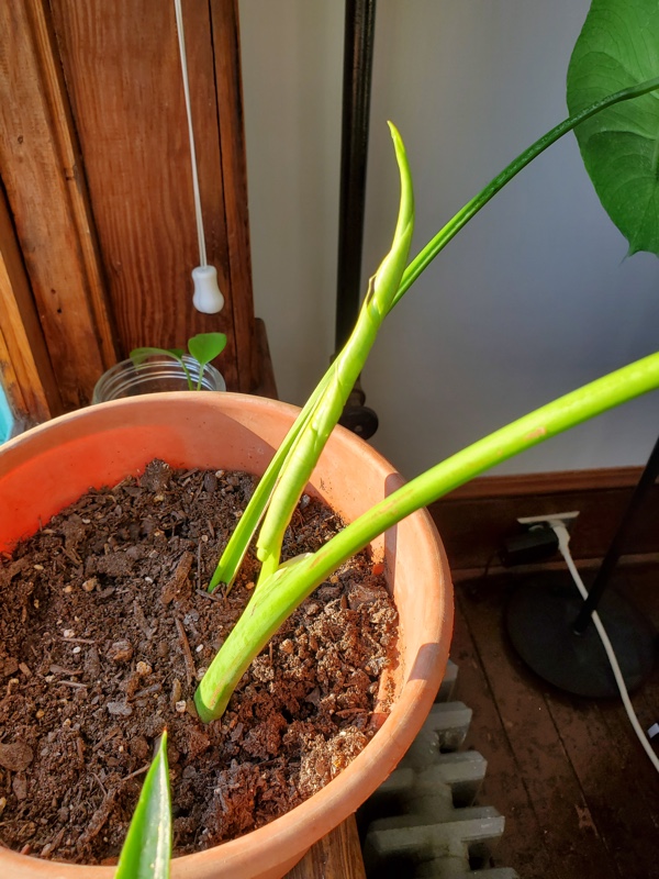 monstera deliciosa growth