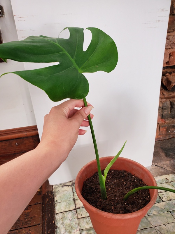 monstera deliciosa in pot